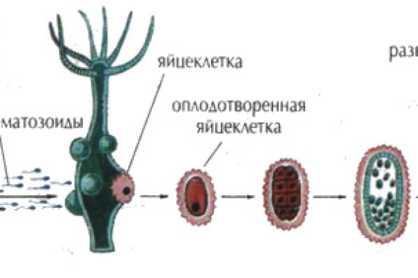 Kraken 13at зеркало